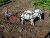 Horse carvings